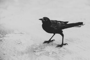 Raven Bird Black